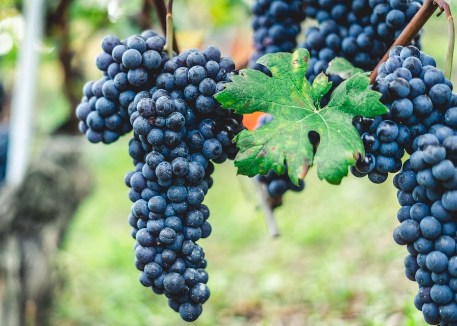 Horse Riding Experience on Vesuvius w/ Wine Tasting - Why this Vesuvius outing feels different