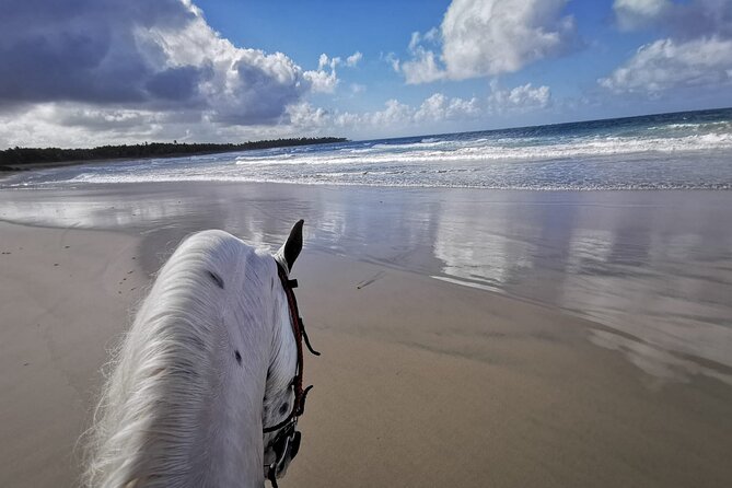 Horse Riding Experience through El Limon Beach - Key points to know before booking