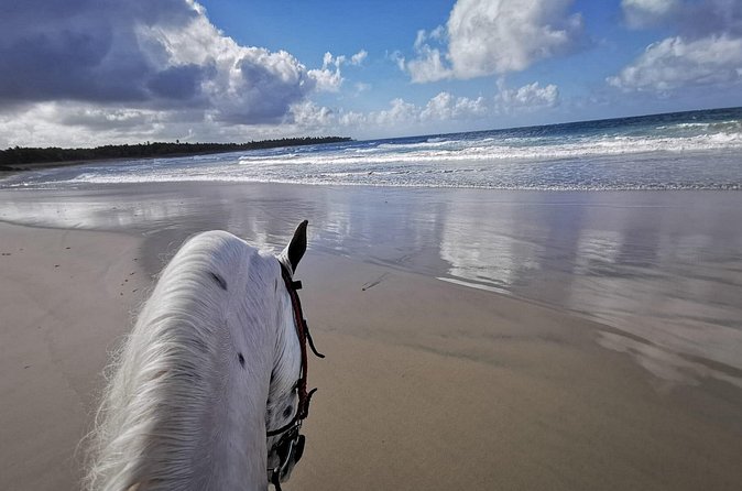 Horse Riding Experience through El Limon Beach - Timing, pickup, and practical planning