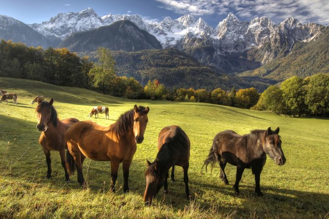 Horse Riding in Bled - Strengths and one important weakness
