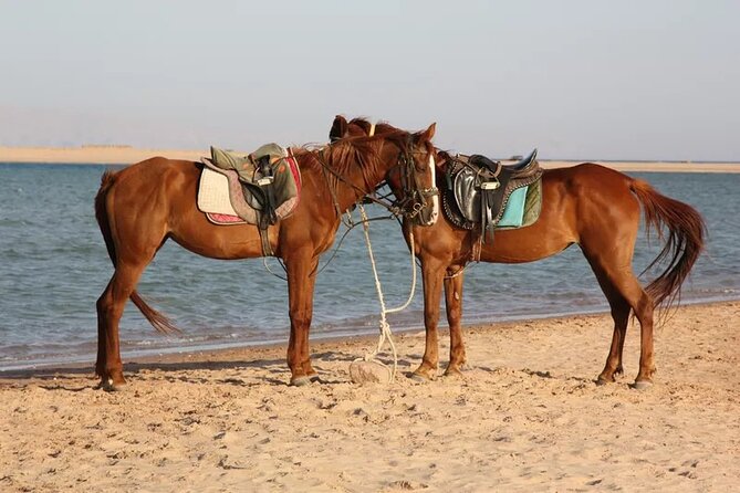 Horse Riding in Dahab - The two-hour ride: Blue Lagoon, sand beach, or Wadi el Bida