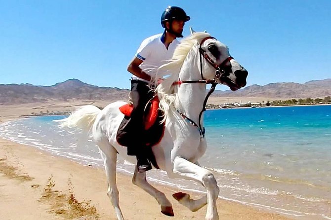 Horse Riding in Dahab - What the guide adds to the outing