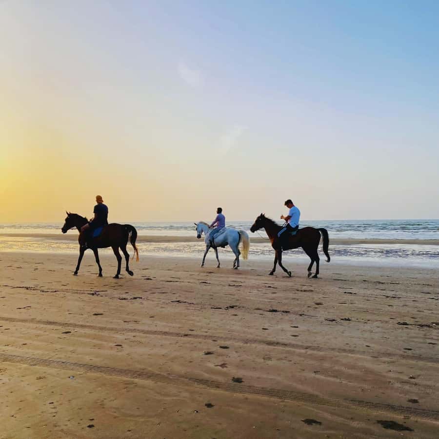 Horse riding in muscat beach - What happens during the one-hour ride