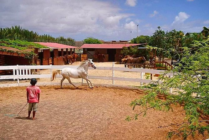 Horse Riding in Sal Island - Cabo Verde - Safety, equipment, and what to wear