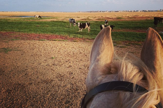 Horse Riding in Sal Island - Cabo Verde - Timing, pickup, and the small practical details