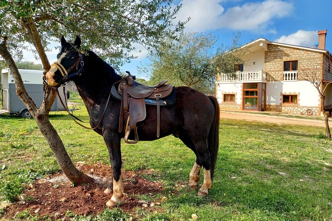 Horse riding in the Gargano National Park - Buffaloes, cows, and a wilder side of the park