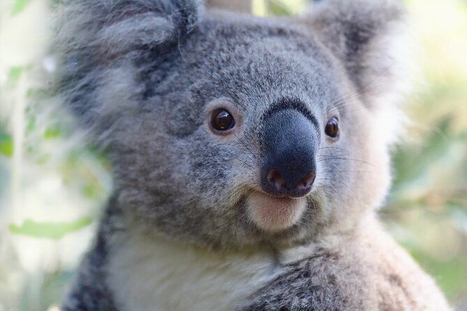 Horse Riding, Koalas & Kangaroos - Wild Australia: Private Tour - Koalas and kangaroos at Walkabout Wildlife Sanctuary