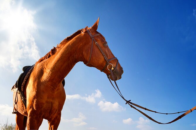 Horse Riding on the Beach in Side - Who should book this Side horse ride