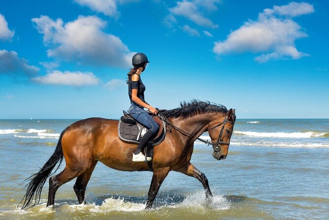 Horse Riding on the beach With Transfer From Sharm El Sheikh - The horses and equipment deserve your attention