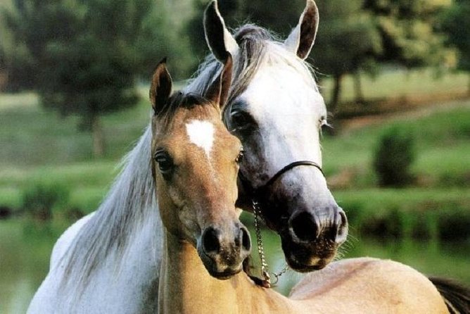 Horse Riding Small Group near Lucca - Key points to know before booking