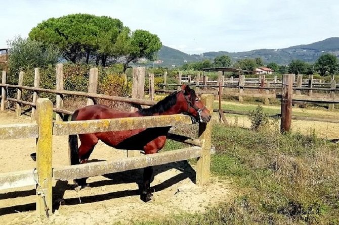 Horse Riding Small Group near Lucca - One hour on horseback through rural Tuscany