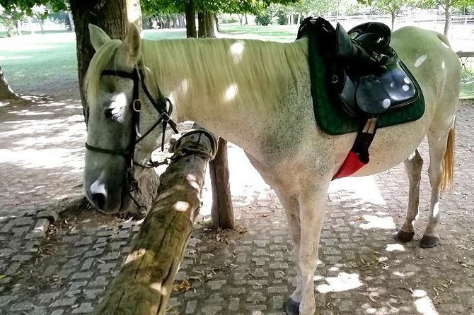 Horse Riding Small Group near Lucca - Meeting in Lucca at 9:20 am
