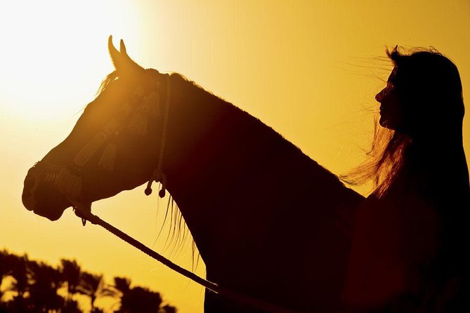 Horse Riding Tour 2 Hours on Sea And Desert & Transfer -Hurghada - Beginner riders receive useful support