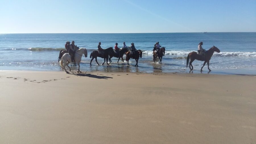 Horse-Riding Tour in Doñana National Park - What a first-time rider should expect