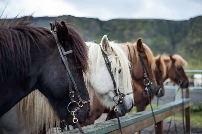 Horse Riding Tour in Reykjadalur (Smoky Valley)-All Riding Levels - Key points to know before booking