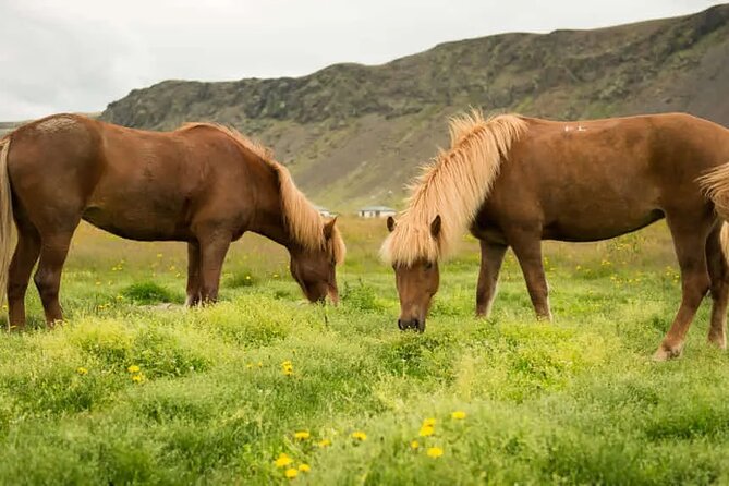 Horse Riding Tour in Reykjadalur (Smoky Valley)-All Riding Levels - Meeting Icelandic horses near Hveragerði