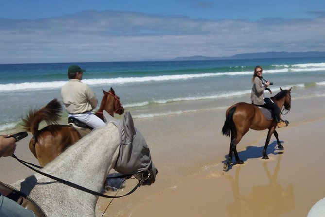 Horse Riding Tour on the Beach Lisbon region - Is the $337.43 Price Fair?