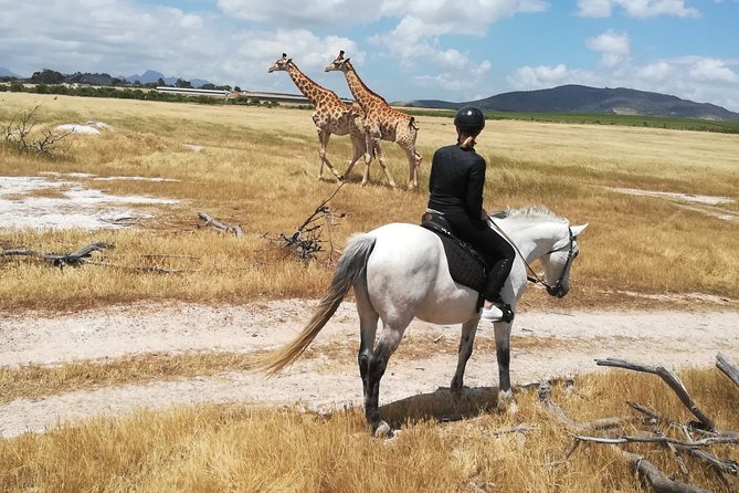 Horse Riding Wildlife Safari - Key points to know before you book