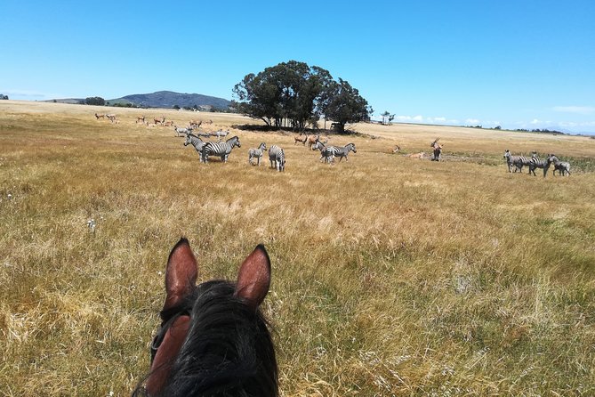 Horse Riding Wildlife Safari - Why this horse safari feels different