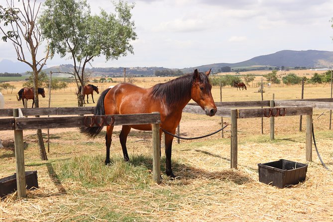 Horse Riding Wildlife Safari - What the $77.59 price includes