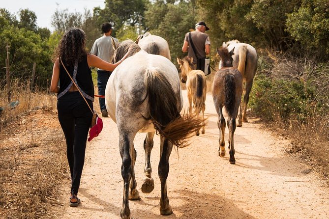 Horse Sanctuary: A nature walk with Rescued Horses by your side - Key points to know before you book