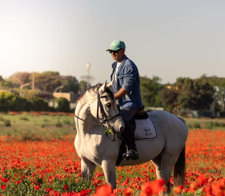 Horse Sanctuary in Rome - Why this horse sanctuary makes a fine Rome day trip