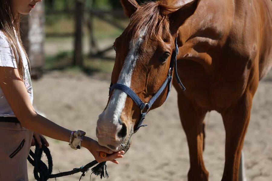 Horse Sanctuary in Rome - Getting there from Rome or Fiumicino