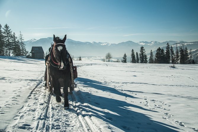 Horse Sleigh Ride in the Polish Countryside, private tour from Krakow - Is the private price worth it?