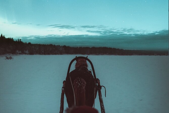 Horse Sleigh Ride Under The Night Sky in Apukka Resort, Rovaniemi - Why this nighttime sleigh ride feels different