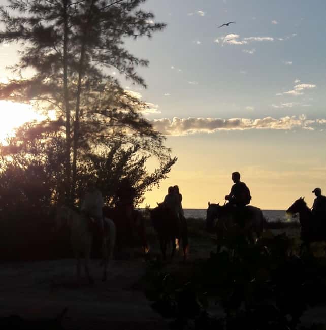 Horseback Adventure in Holbox - The horses and riding pace