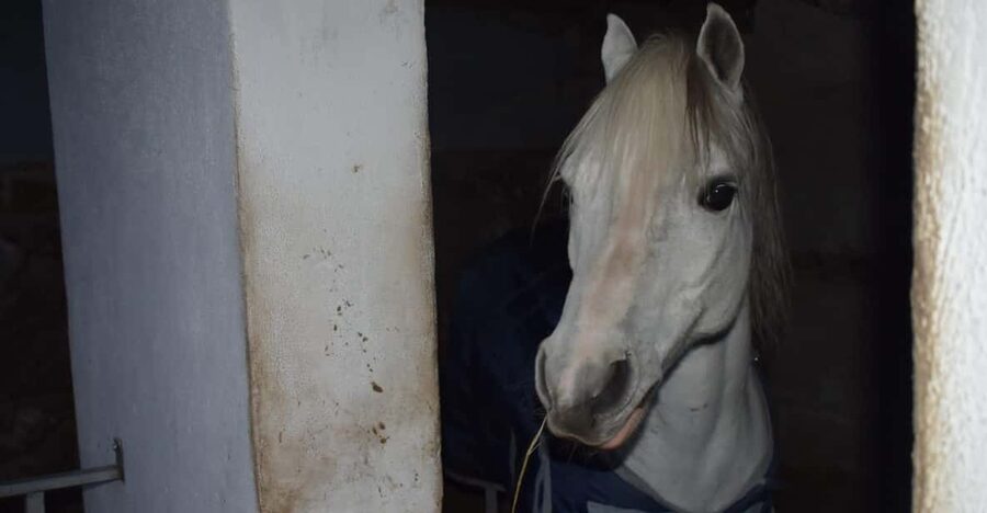 Horseback excursion in the Maddalena woods - Riding into Ischia’s Madalena forest