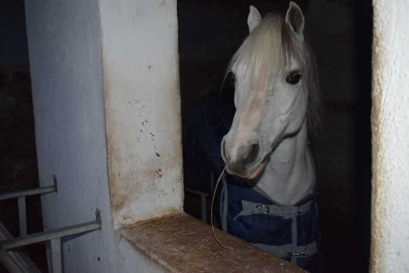 Horseback excursion in the Maddalena woods - The forest plants and volcanic setting