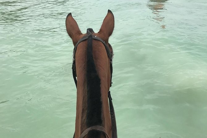 Horseback Ride and Swim From Ocho Rios - The Horse-and-Water Portion