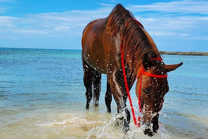 Horseback Ride and Swim Jamaica - Choosing between a regular group ride and a private outing