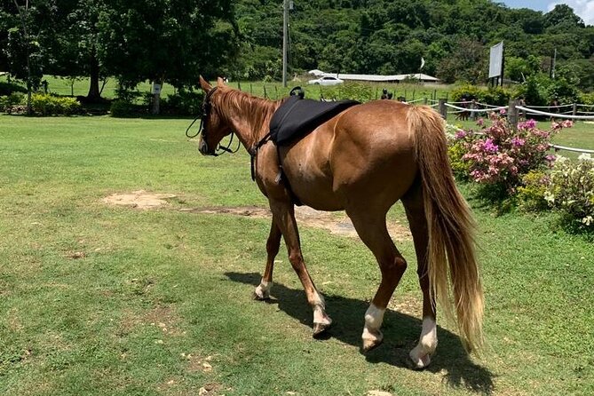 Horseback Ride, ATV and Catamaran Party Cruise from Montego Bay - Key things to know before booking