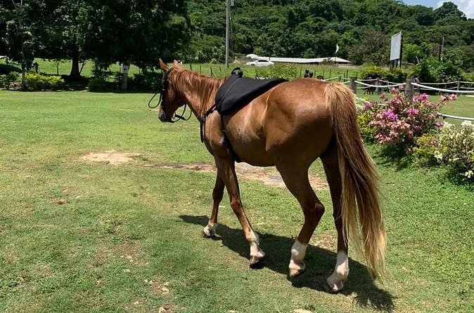 Horseback Ride, ATV and Catamaran Party Cruise from Montego Bay - What the $380 price means