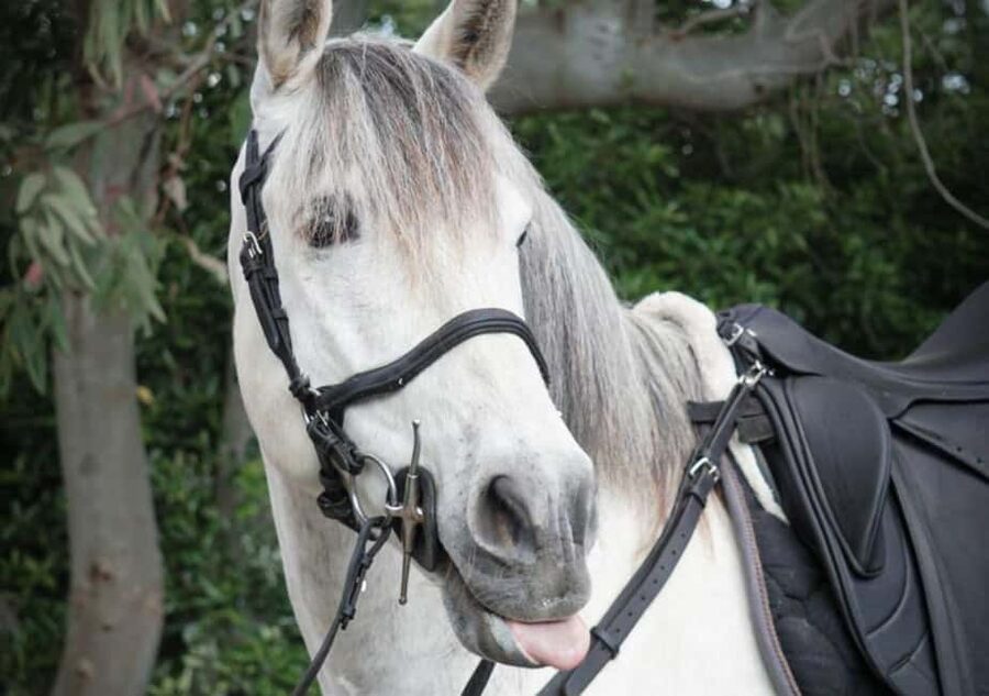 Horseback Ride on Mt. Vesuvius - A horseback view of Mount Vesuvius