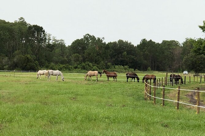 Horseback Ride on Scenic Lake Louisa Trails - The horses are part of the experience