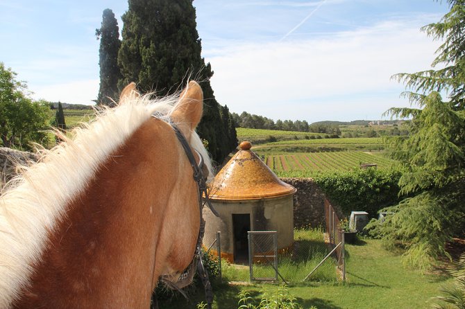Horseback Ride, Penedes, Wine Tasting & Tapas Private Tour - Who Will Enjoy This Six-Hour Outing