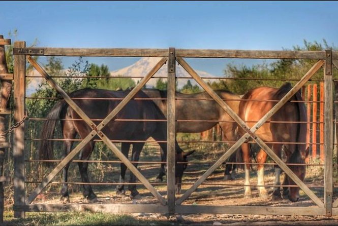 Horseback ride through vineyards followed by gourmet lunch - A 90-minute ride through Lunlunta vineyards