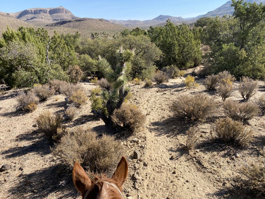 Horseback Ride thru Joshua Tree Forest with Buffalo & Lunch - What the $269 price really covers