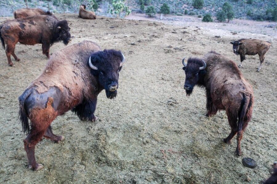 Horseback Ride thru Joshua Tree Forest with Buffalo & Lunch - Who should book this ride