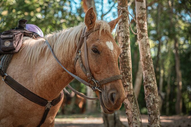 Horseback Ride to Xunantunich Maya Ruins - Key things to know before you book