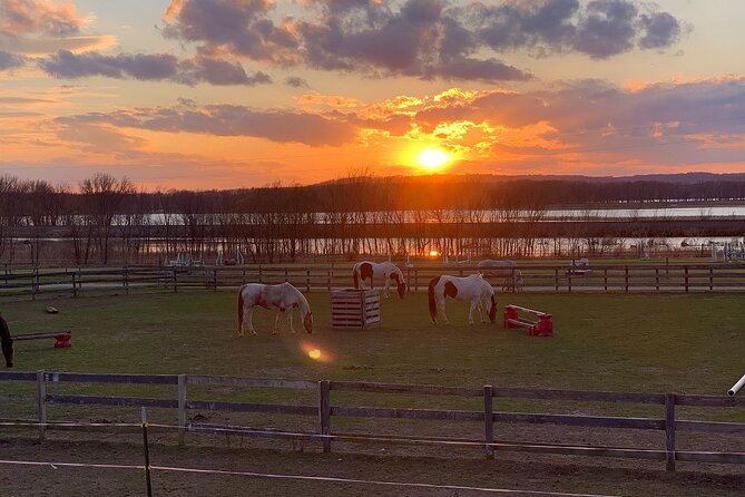 Horseback Rides, Interactions, and Petting Zoo - What happens when you arrive at the ranch