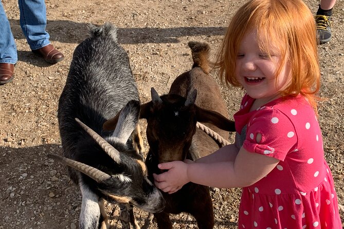 Horseback Rides, Interactions, and Petting Zoo - A close look at the hosts and care
