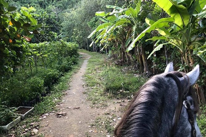 Horseback Riding 1 hour trail - Climbing Big Buddha hill for the views