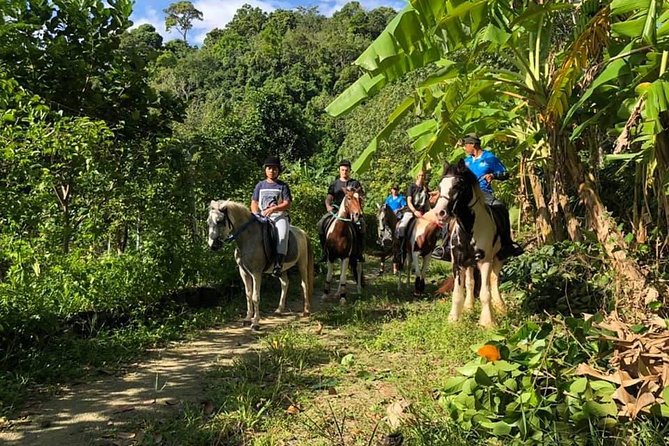 Horseback Riding 1 hour trail - What the horses and guides mean for beginners