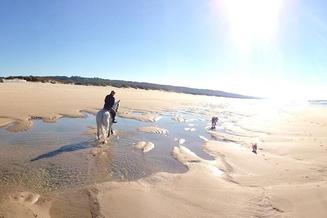 Horseback Riding, 4 Options-Mountain, Lesson Ring, Beach (2Hours) - From Lisbon to the pine trails of Costa da Caparica