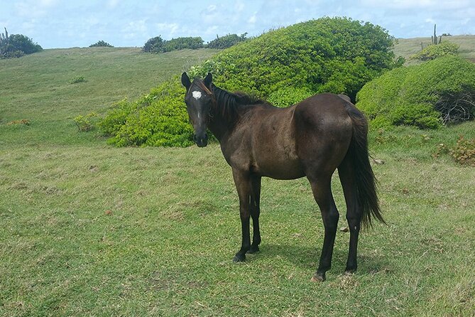 Horseback Riding Adventure Tour in St. Lucia - From Gros Islet trails to the Atlantic shore
