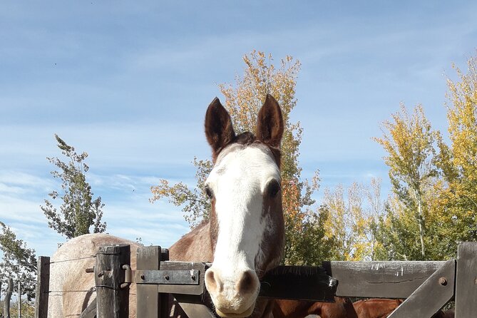 Horseback riding and barbecue in a private ranch - La Carrera, Mendoza - My call on booking El Pico Palma
